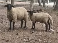मेढ़ा, White Suffolk sheep — फ़ोटो 1