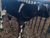 Taureau, Russian Black pied cattle — photo 2