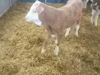 Bulle, Simmental cattle — Foto 2