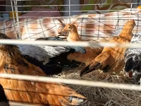 Yapon Bantam — foto 6