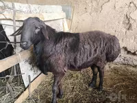 Ram, Hissar sheep — photo 1