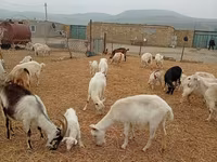 Chèvre, Saanen goat — photo 4