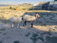 Carnero, Arabi sheep — foto 2