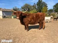 بقرة, Highland — الصورة 2