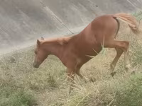 Horse (M), Azerbaijan horse — photo 2