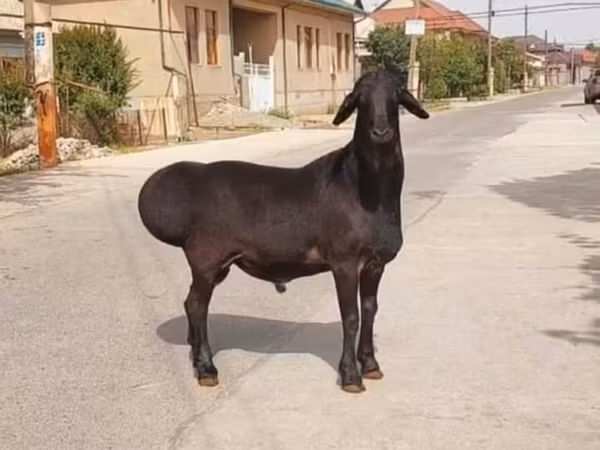 Qoç, Qoyunlar