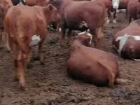 Vache, Vache rouge des steppes — photo 2