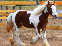 Stute, Gypsy horse — Foto 1