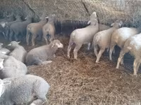 Ovce, Ile-de-France sheep — foto 5