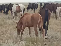 Klisna, Mugalzhar horse — foto 3