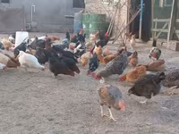 Chickens — फ़ोटो 5