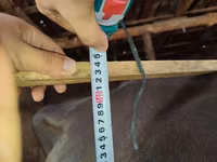 Vaca, Ganado vacuno — foto 4