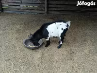 公山羊, Nigerian dwarf goats — 照片 4