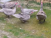 Ducks — photo 2