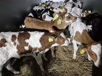 Bulle, Simmental cattle — Foto 1