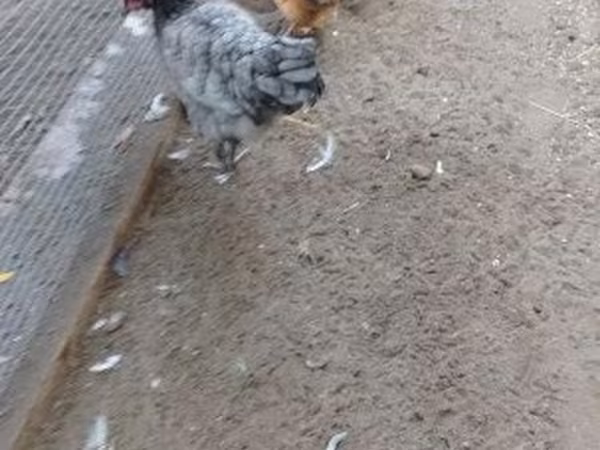 丹麦母鸡