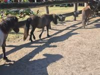 فرس, Shetland Pony — الصورة 4
