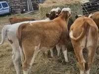 Bovinos (lote, sexo no especificado), Simmental cattle — foto 7