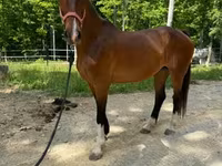 Jument, Dutch warmblood horse — photo 7