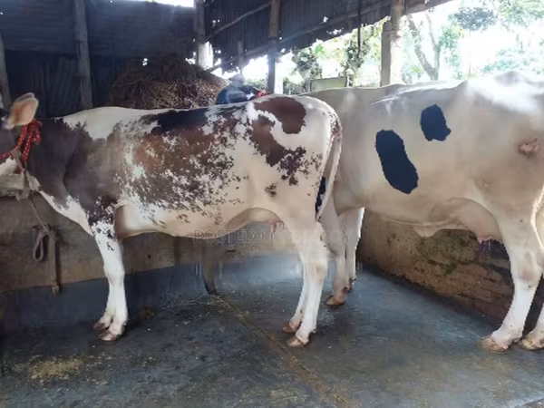 Cow, Cattle
