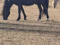 Horse (M), New Altai Horse — photo 2