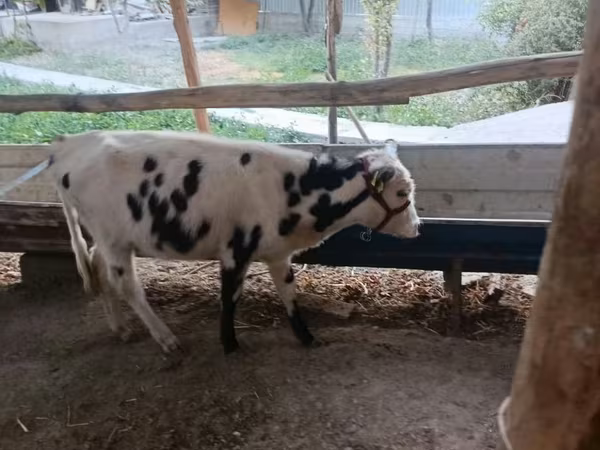 牛（ロット、性別未指定）, Russian Black pied cattle