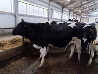 Vache, Race Holstein — photo 2