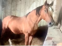 Horse (M), Russian Don — photo 5
