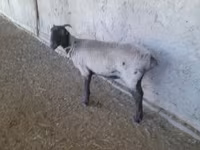 Schafe (Partie, Geschlecht nicht angegeben), Merino sheep — Foto 3