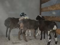 公羊, Sheep — 照片 2