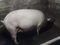 母猪, Крупная белая — 照片 1
