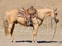 Hengst, Quarter Horse — Foto 4