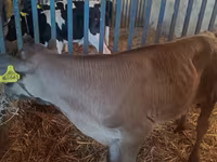 सांड, Simmental cattle — फ़ोटो 7