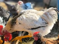 Chickens — Foto 2