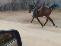 公马, Horses — 照片 2