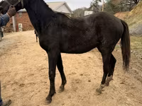 Cheval, Black Sea breed — photo 5
