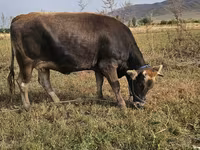 Корова, Алатауская порода — фото 1