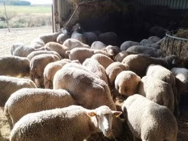 Ovce, Ile-de-France sheep