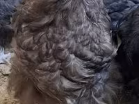 ऑर्पिंग्टन — फ़ोटो 2