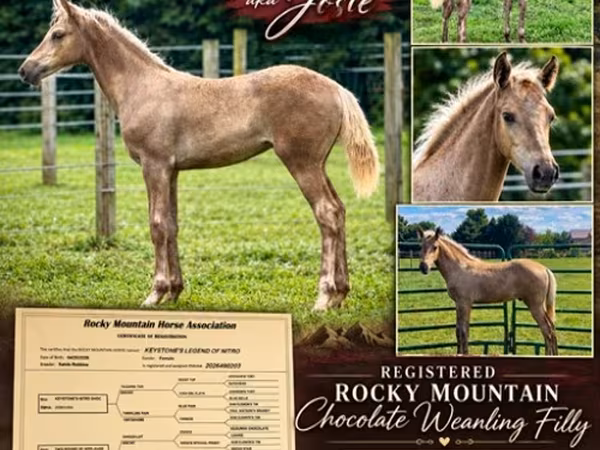 Jument, Black Sea breed