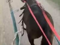 Koń, Konie — zdjęcie 1
