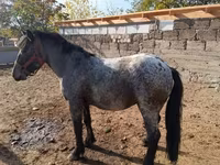 Cheval, Appaloosa — photo 2