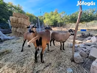 Brebis, Cameroon sheep — photo 2