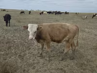 Vache, Vache kazakhe à tête blanche — photo 2