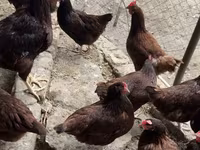 Rhode Island Red — foto 4