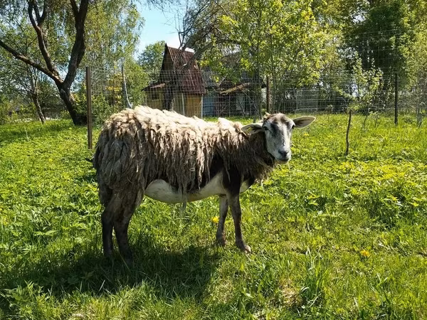 Chèvre, Kejobong goat