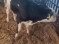 सांड, Simmental cattle — फ़ोटो 1