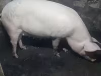 母猪, Крупная белая — 照片 3