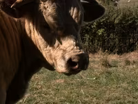 Taureau, Simmental cattle — photo 2