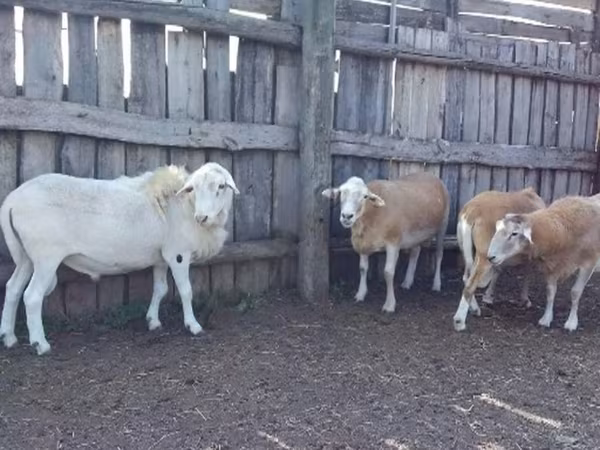 मेढ़ा, Katum sheep